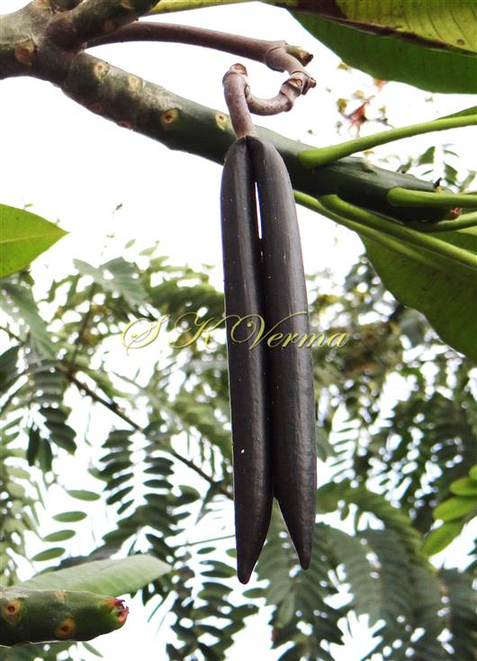  Fruits (Follicles)